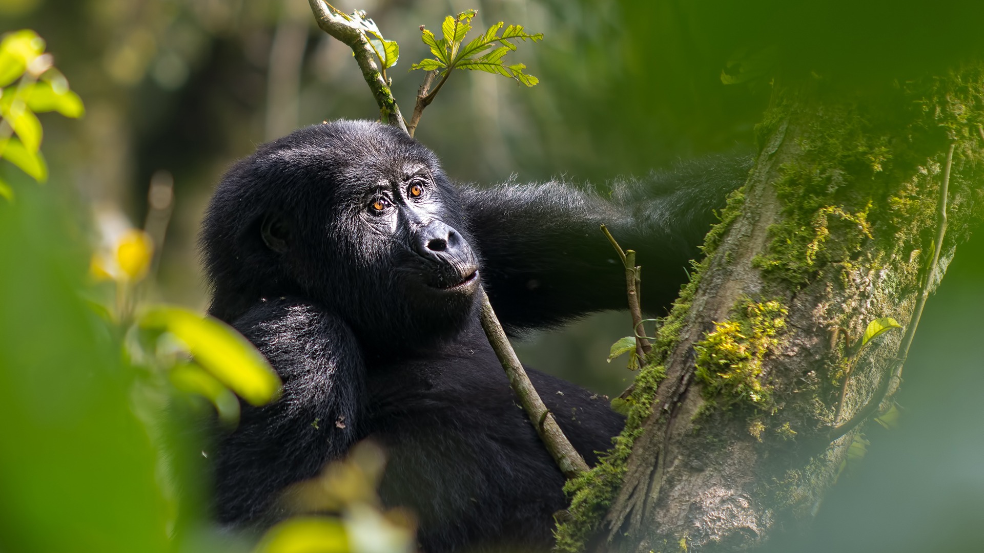Uganda