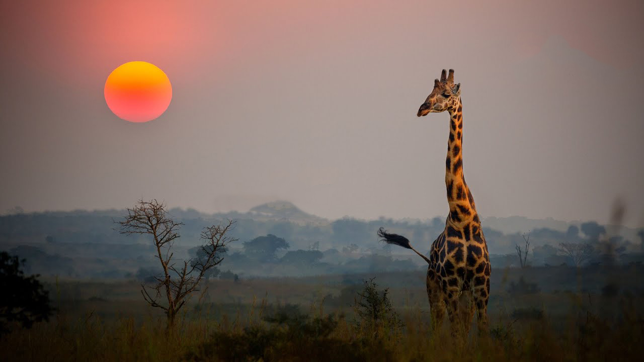 Arusha