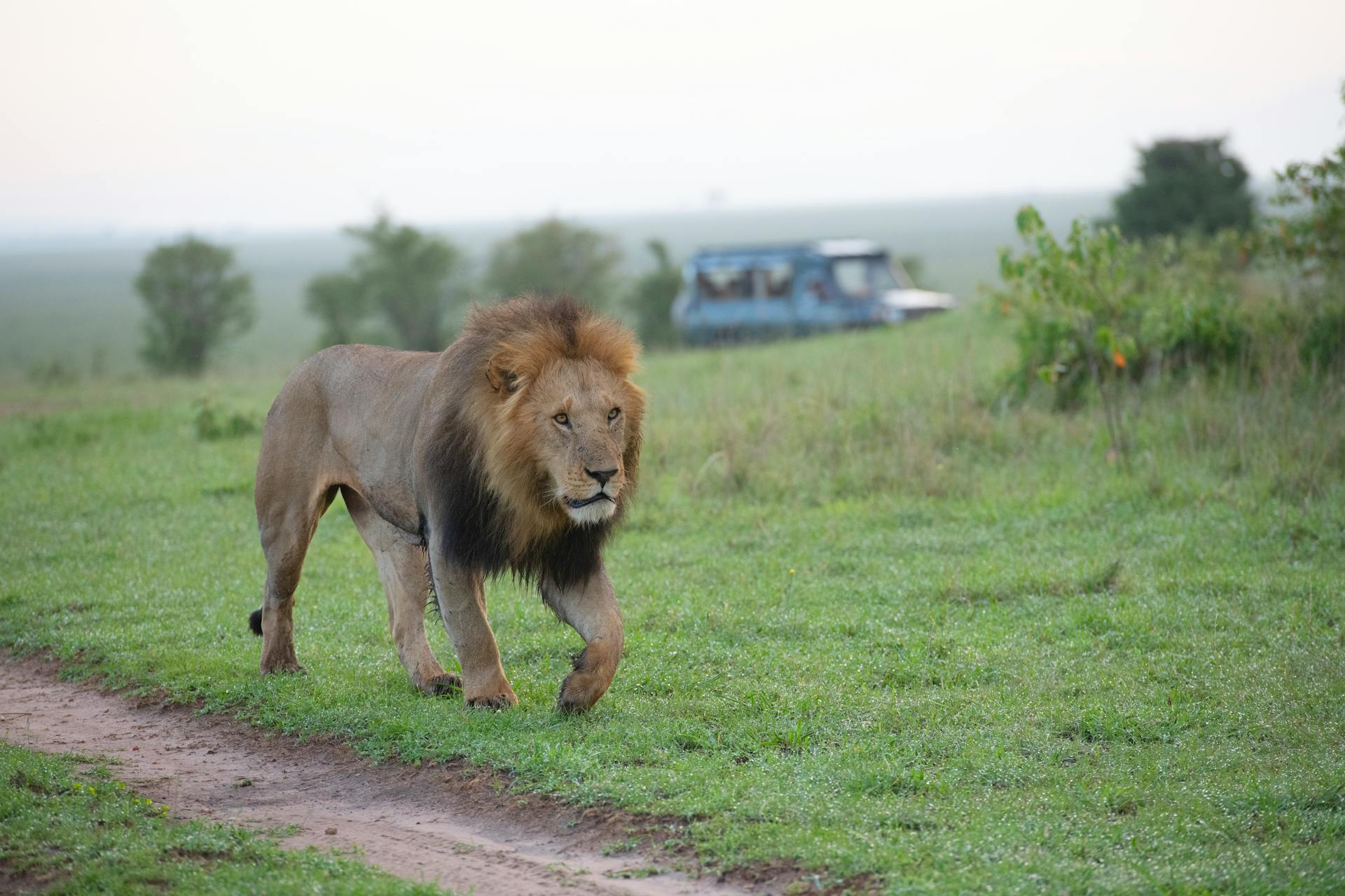 Lion