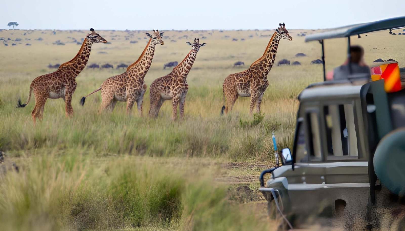 7-Day Best Kenya Safari Park Combination