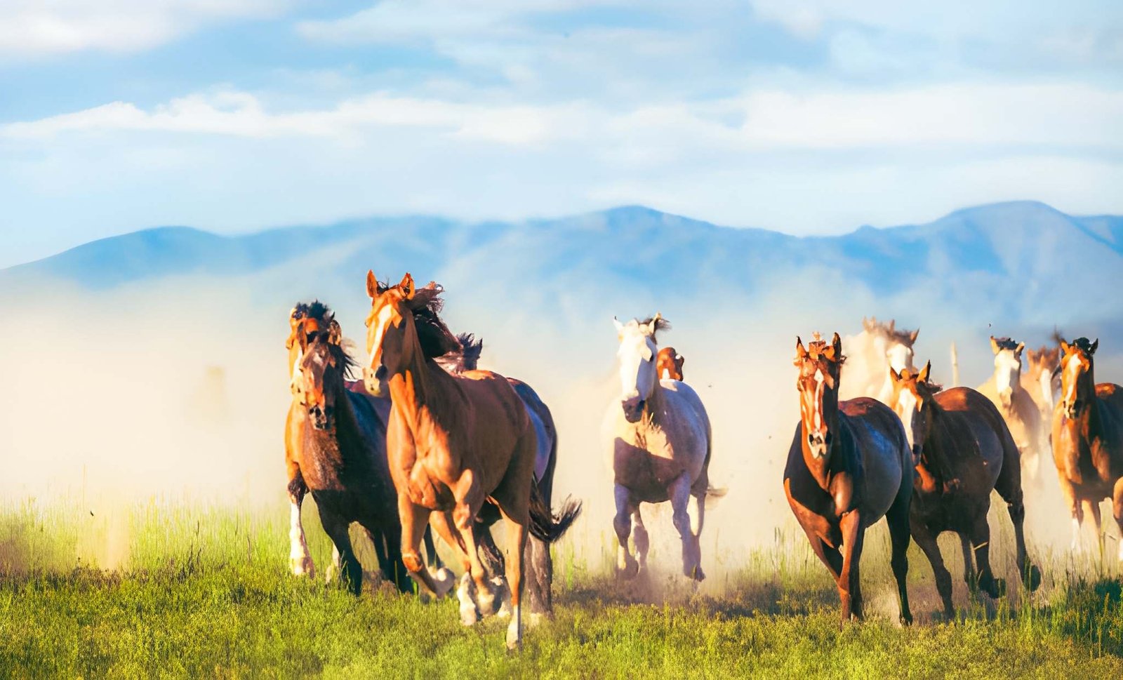10 Incredible African Animals You Can See on a Kenya Safari
