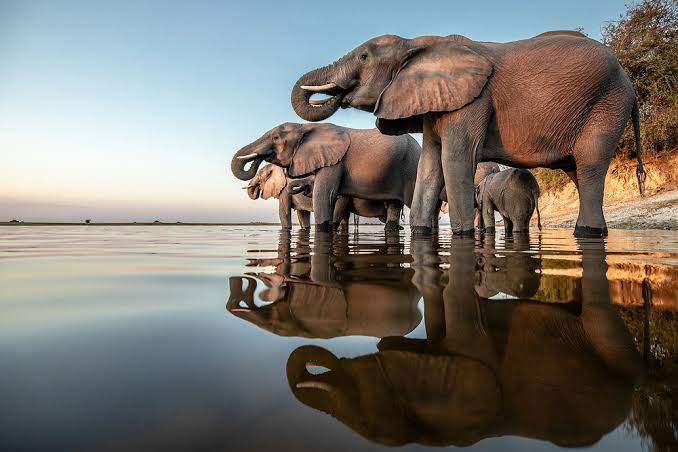 Chobe National Park
