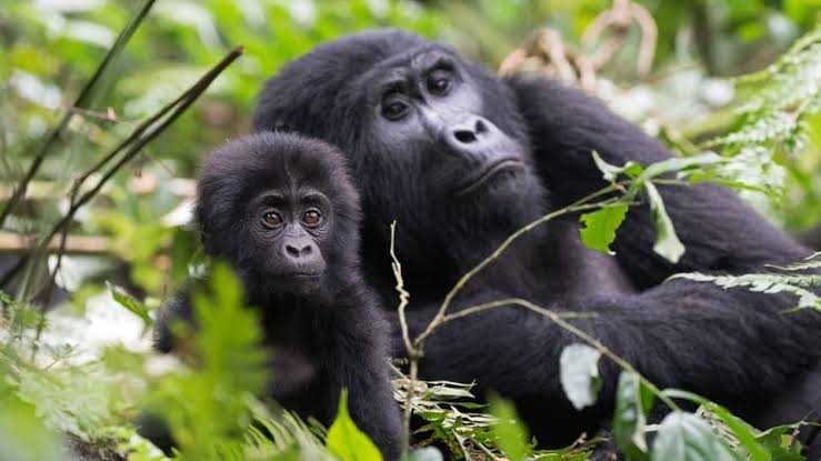5 Days Rwanda & Uganda Gorilla Trekking Adventure