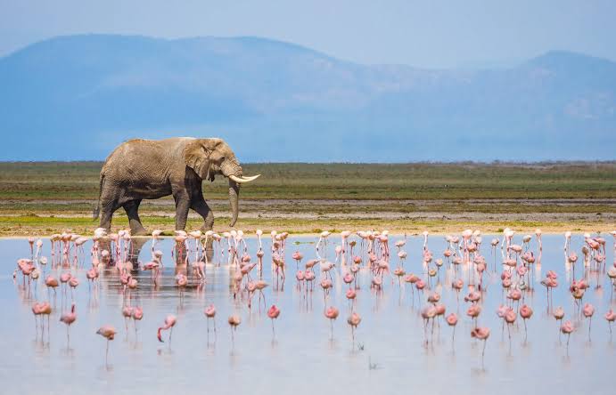 Safari Experiences